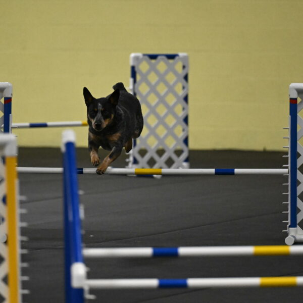 Ellie-Tirpak-Chylik-11051