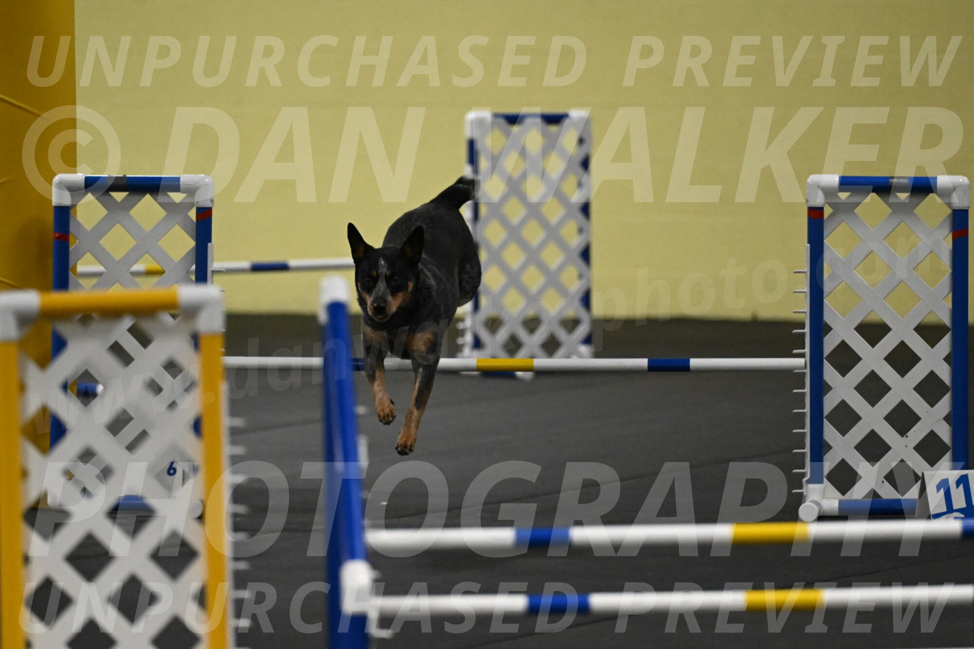 Ellie-Tirpak-Chylik-11052