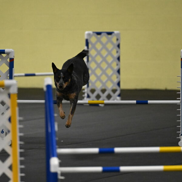 Ellie-Tirpak-Chylik-11052