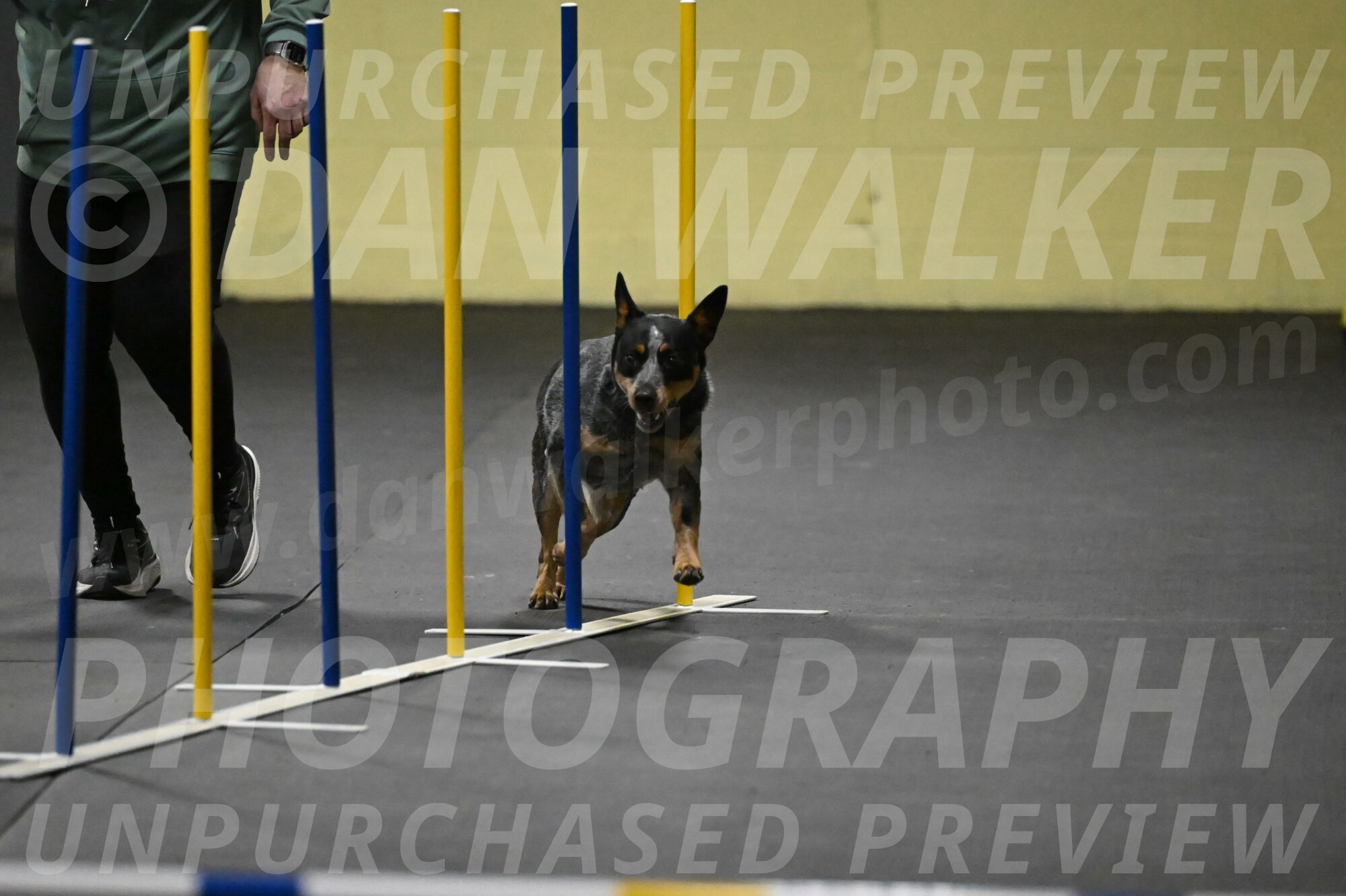 Ellie-Tirpak-Chylik-11071