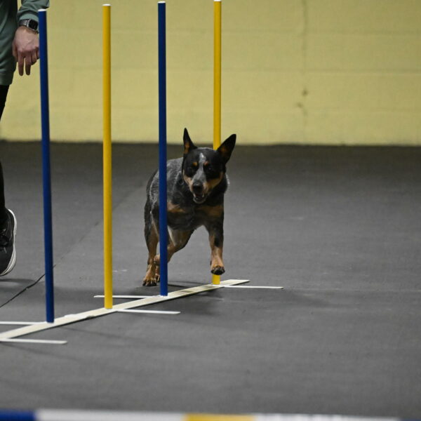 Ellie-Tirpak-Chylik-11071