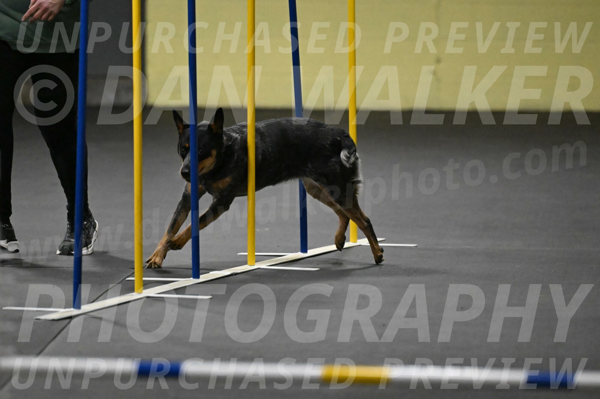 Ellie-Tirpak-Chylik-11075