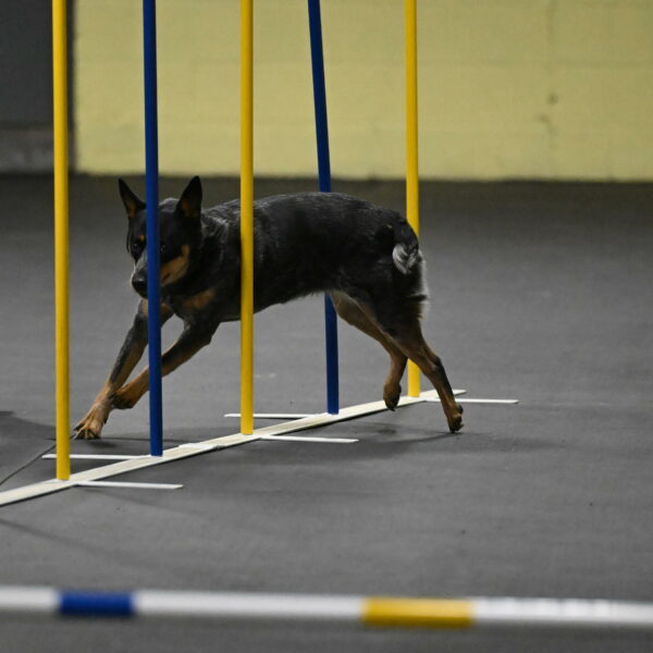 Ellie-Tirpak-Chylik-11075