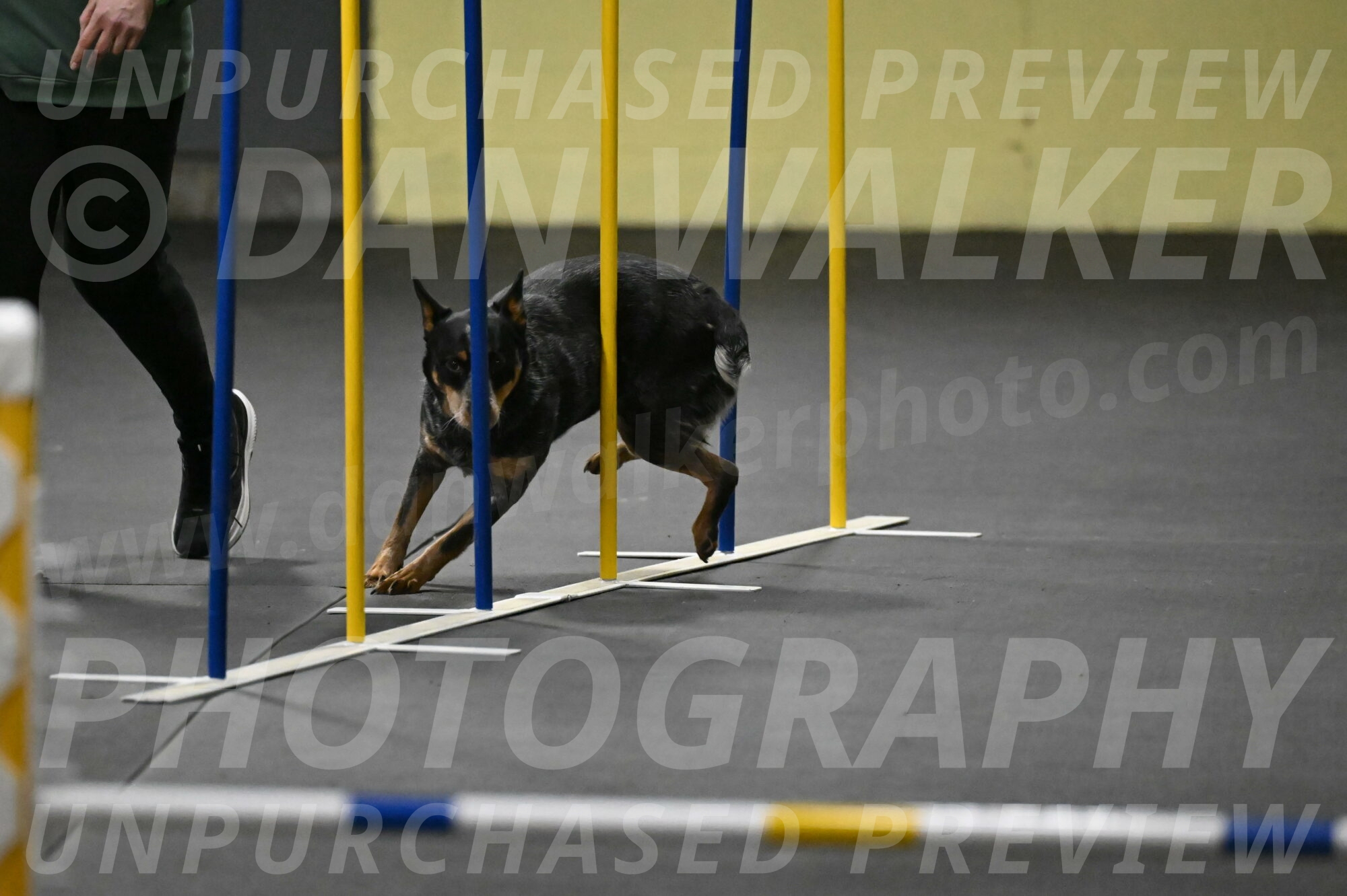 Ellie-Tirpak-Chylik-11076