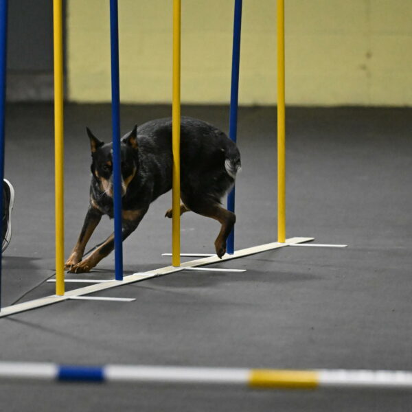 Ellie-Tirpak-Chylik-11076