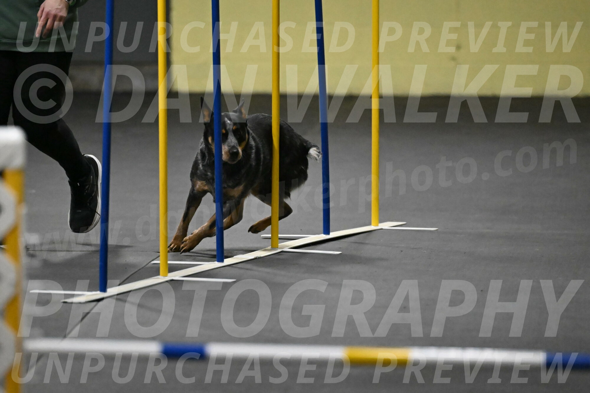 Ellie-Tirpak-Chylik-11077