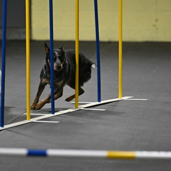 Ellie-Tirpak-Chylik-11077