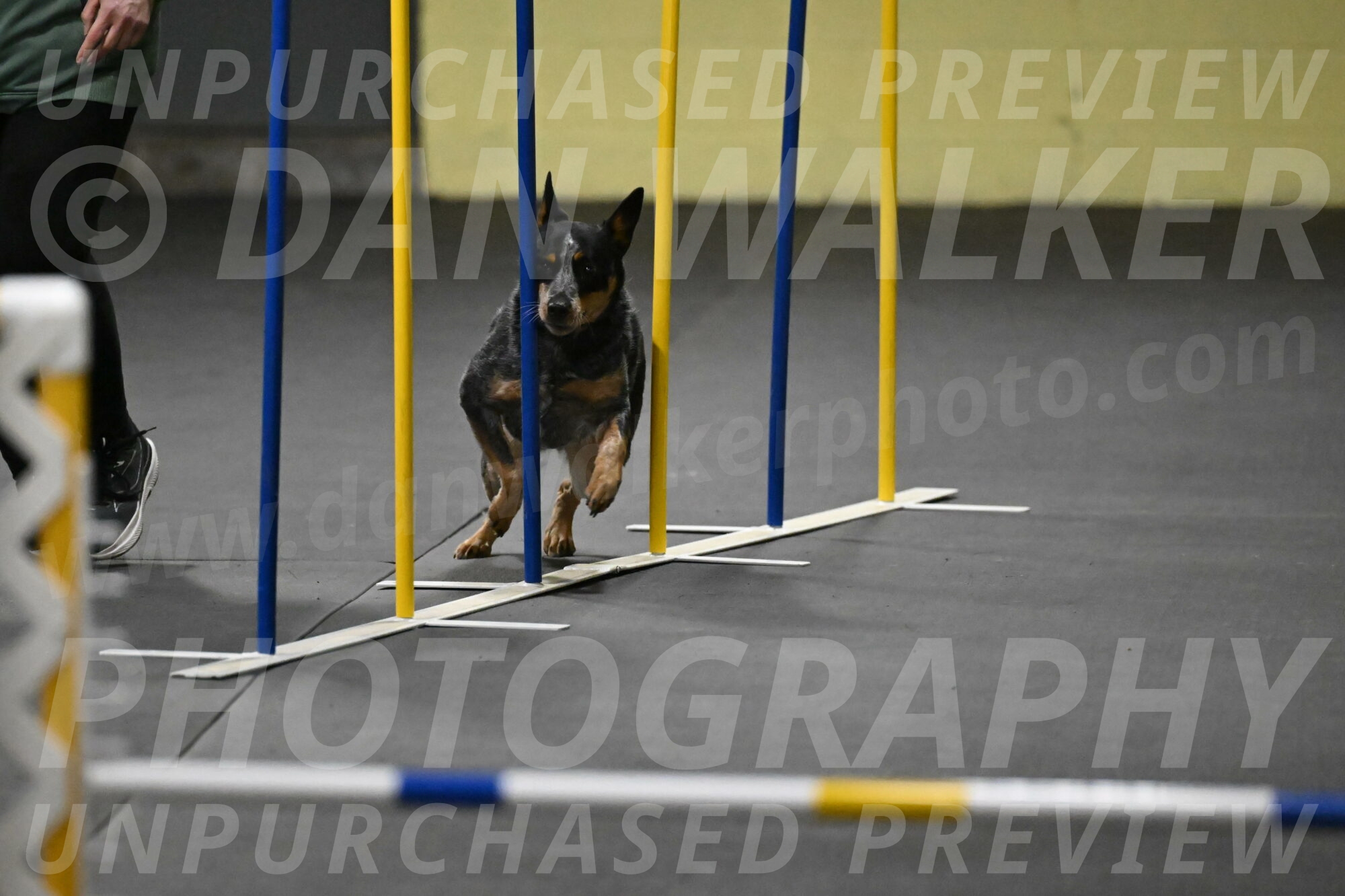 Ellie-Tirpak-Chylik-11078