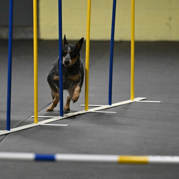 Ellie-Tirpak-Chylik-11078