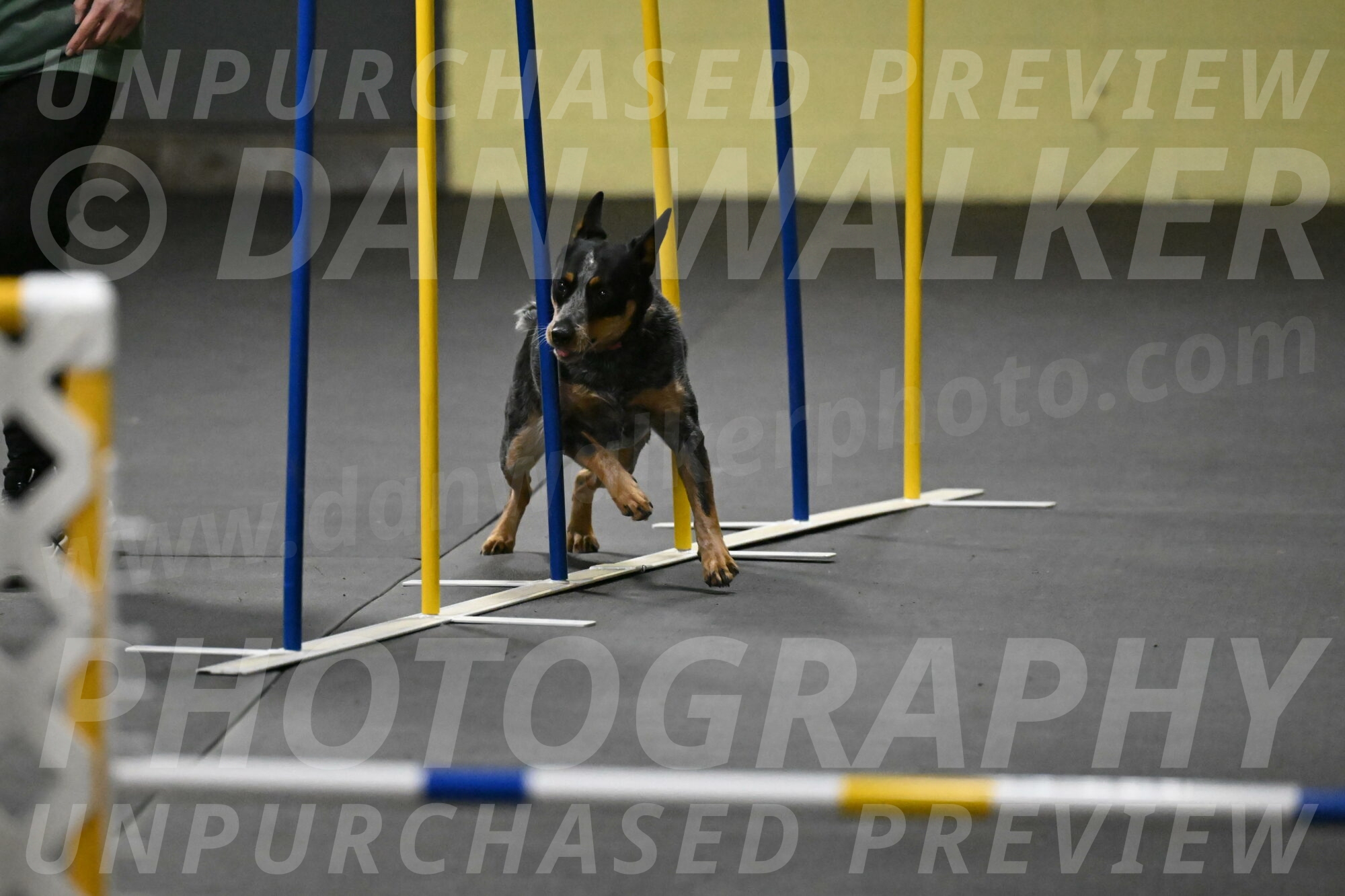 Ellie-Tirpak-Chylik-11079