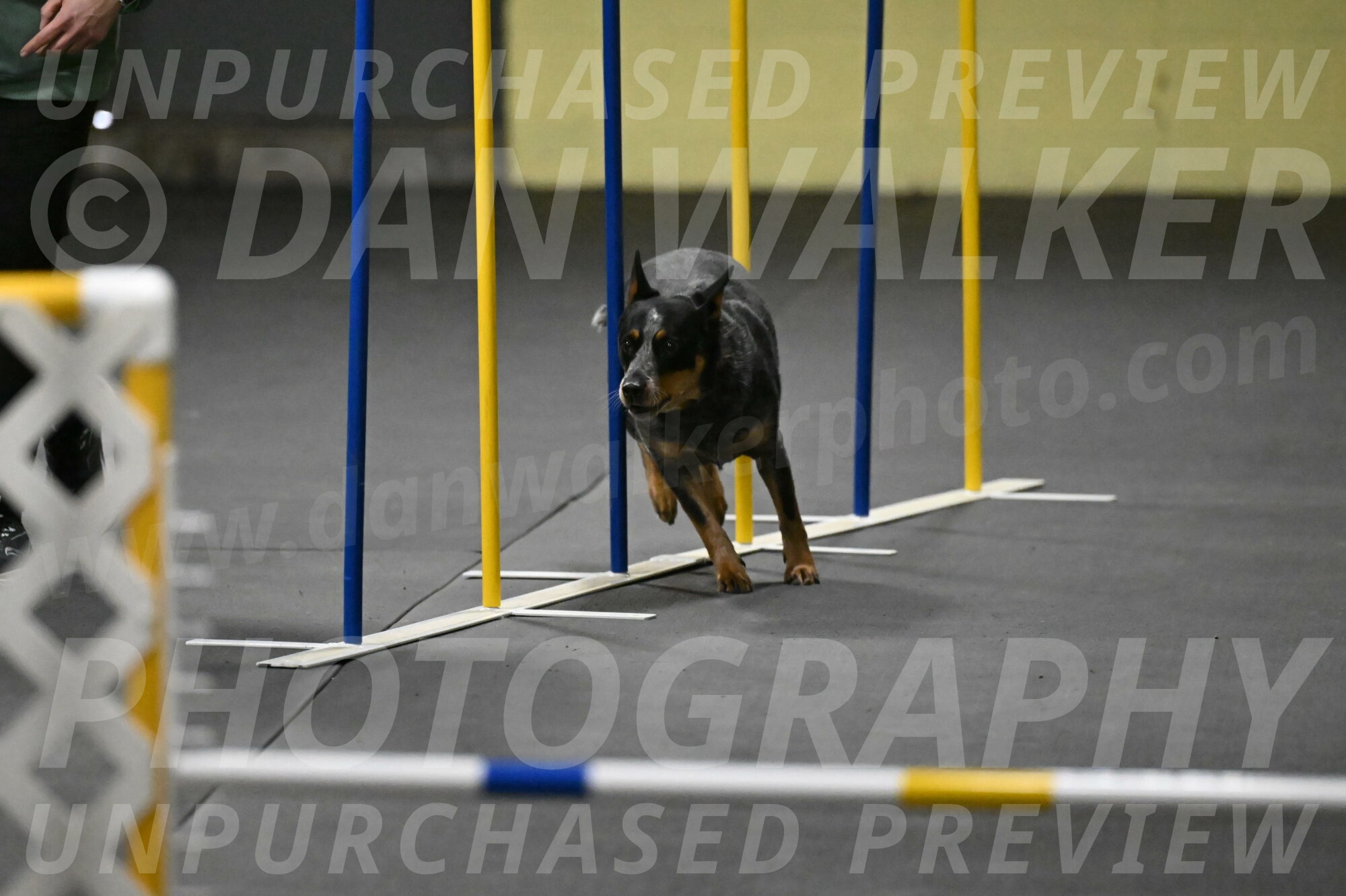 Ellie-Tirpak-Chylik-11080