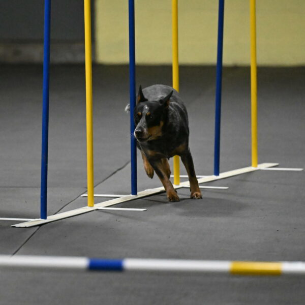 Ellie-Tirpak-Chylik-11080