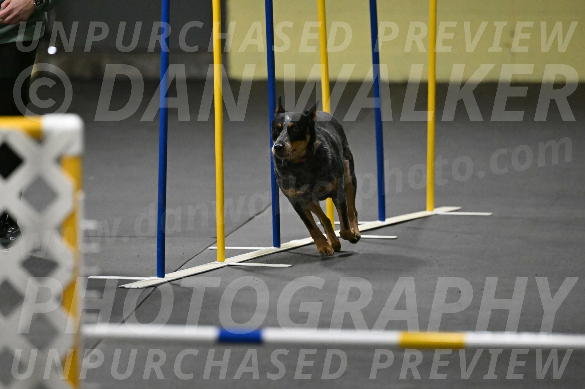 Ellie-Tirpak-Chylik-11081