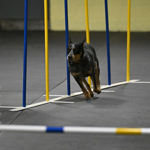 Ellie-Tirpak-Chylik-11081