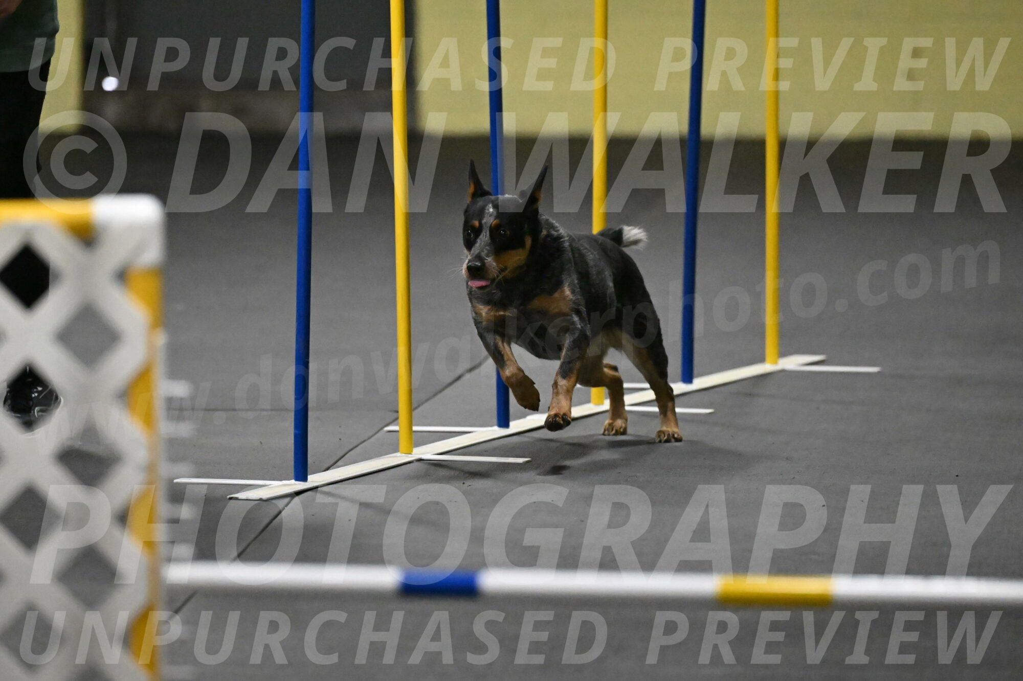 Ellie-Tirpak-Chylik-11082