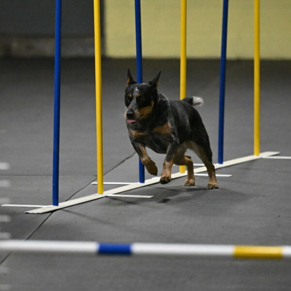 Ellie-Tirpak-Chylik-11082