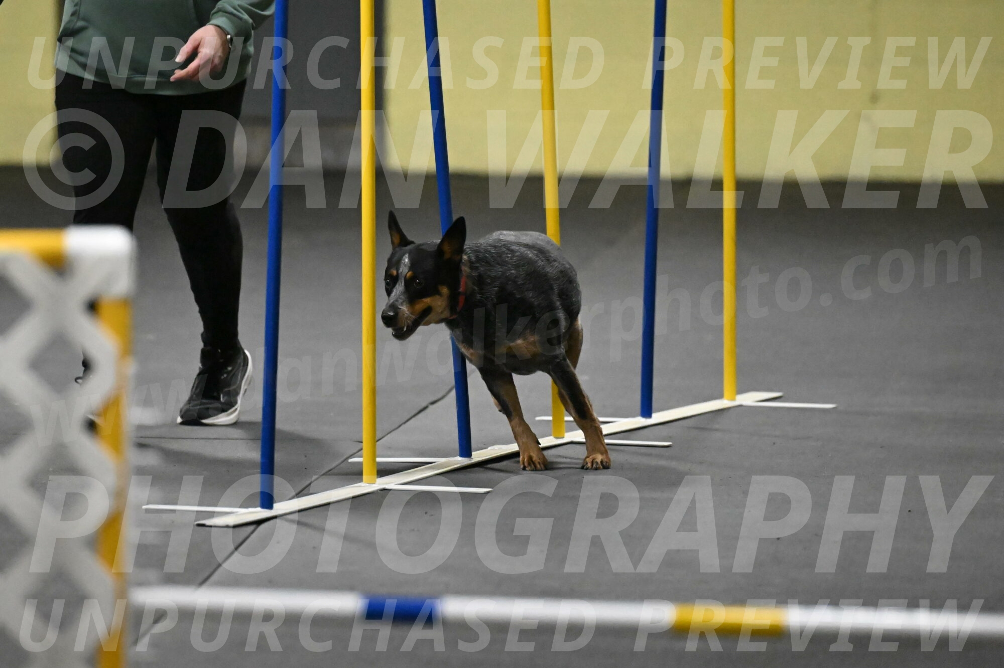 Ellie-Tirpak-Chylik-11086