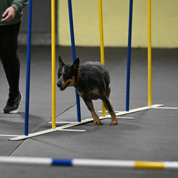 Ellie-Tirpak-Chylik-11086