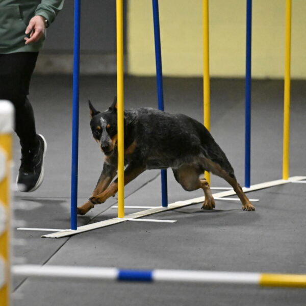 Ellie-Tirpak-Chylik-11088