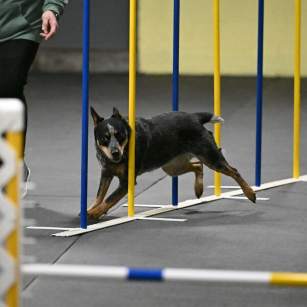 Ellie-Tirpak-Chylik-11089