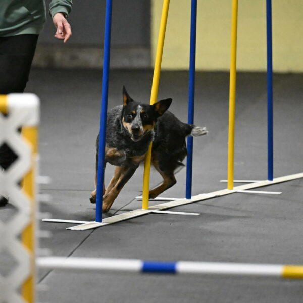 Ellie-Tirpak-Chylik-11090