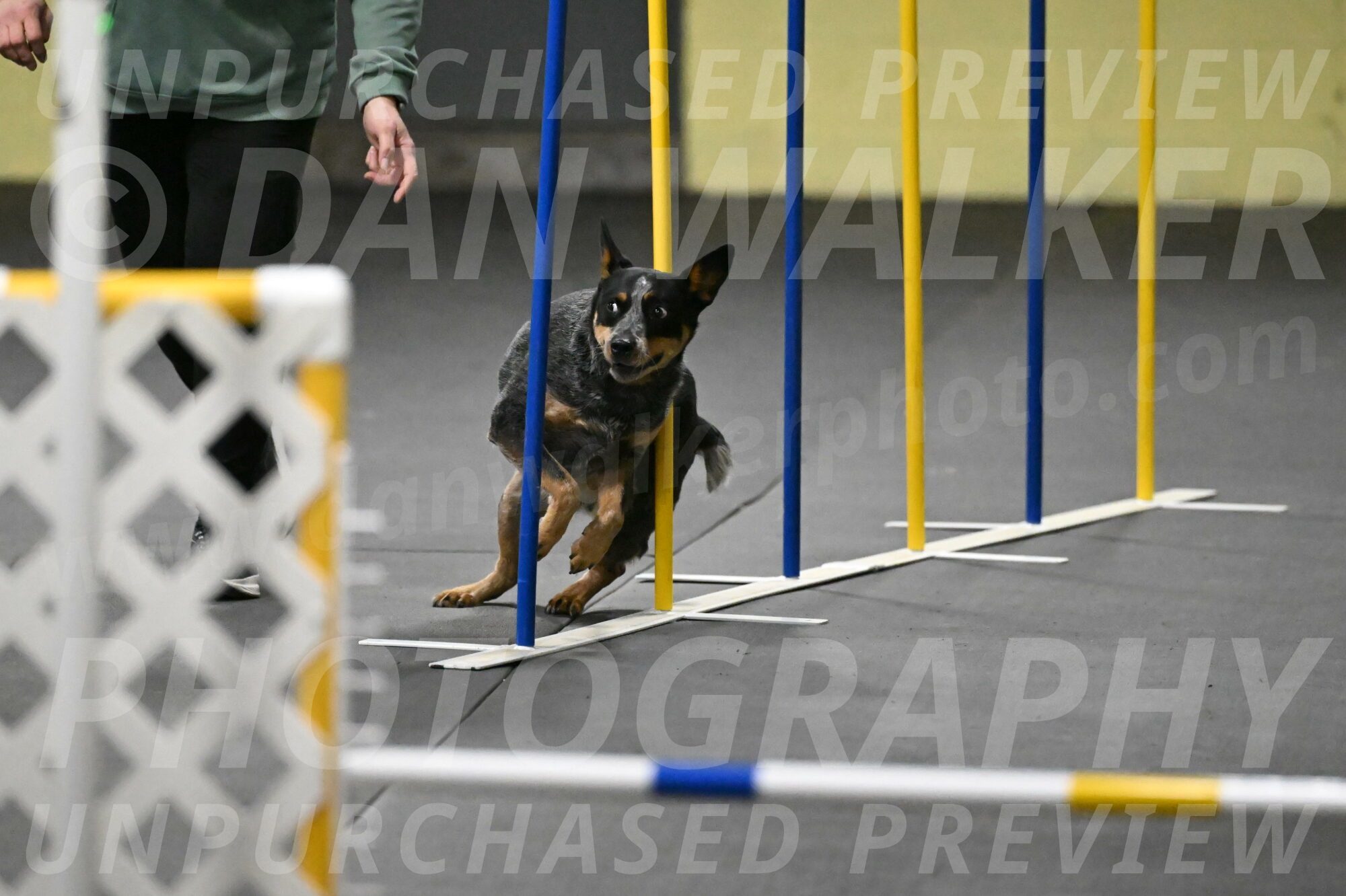 Ellie-Tirpak-Chylik-11091