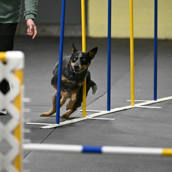 Ellie-Tirpak-Chylik-11091