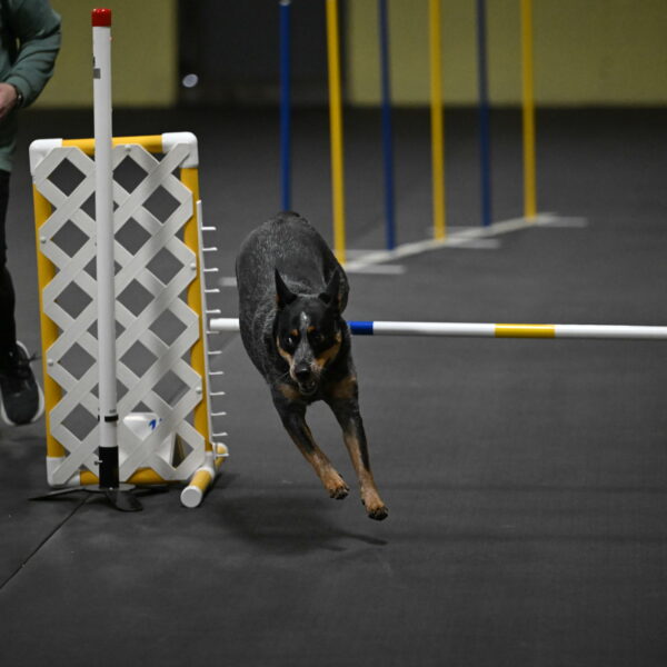 Ellie-Tirpak-Chylik-11094