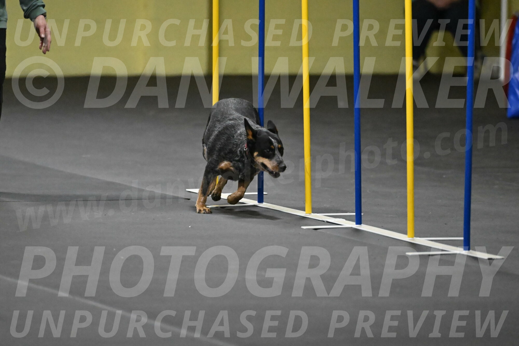 Ellie-Tirpak-Chylik-11107