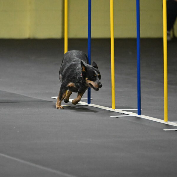 Ellie-Tirpak-Chylik-11107