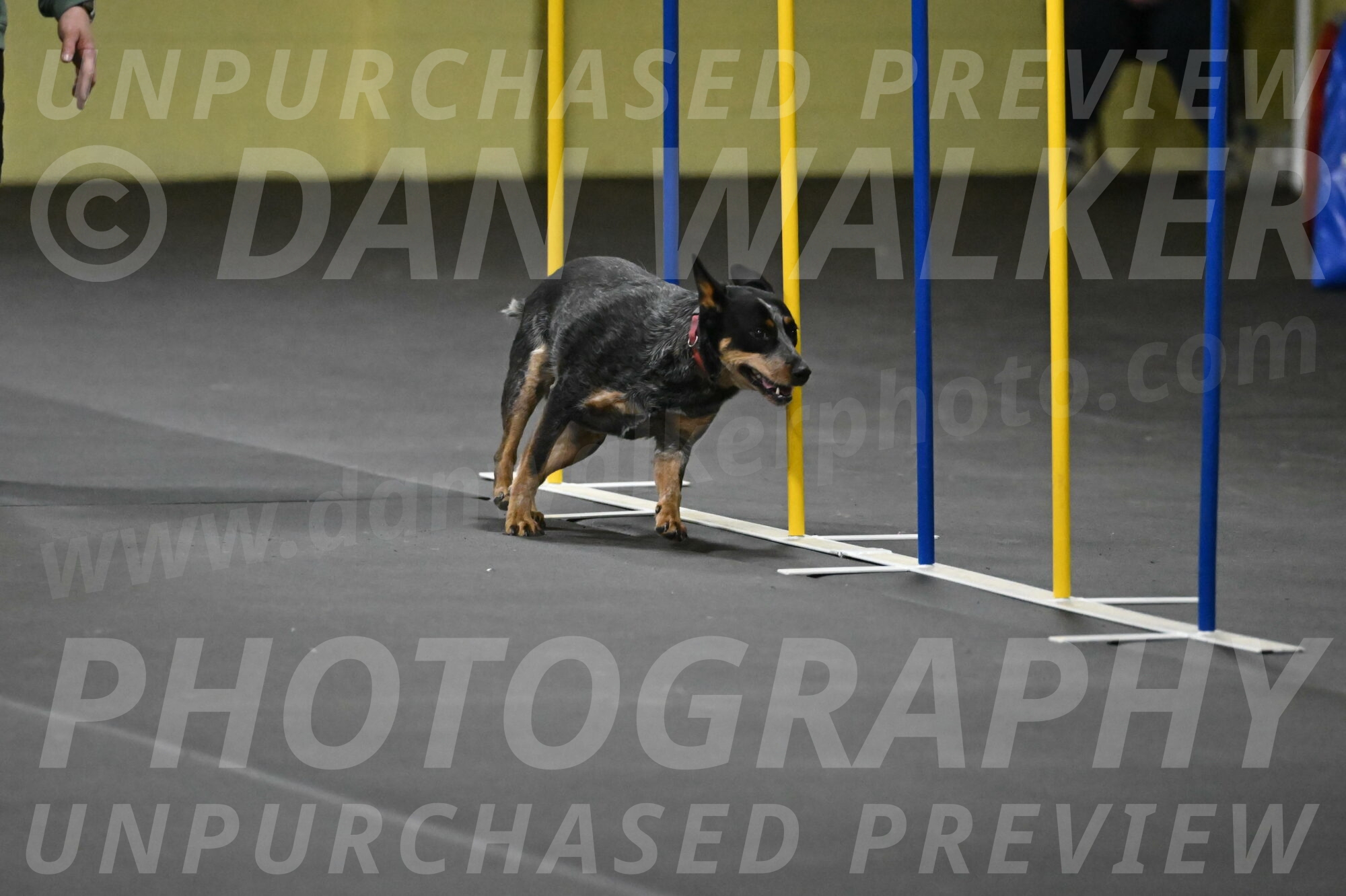 Ellie-Tirpak-Chylik-11108