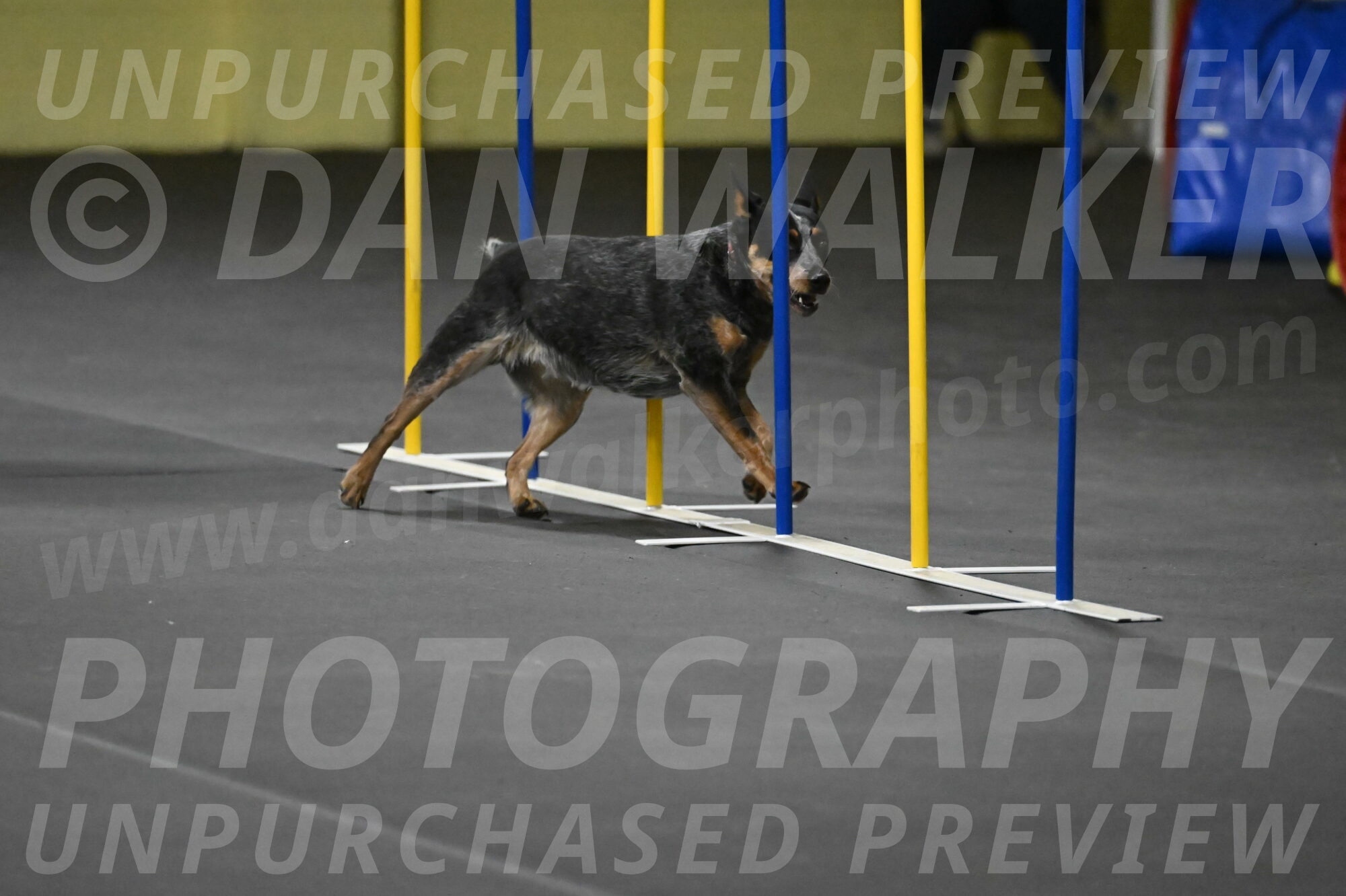 Ellie-Tirpak-Chylik-11109