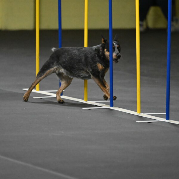 Ellie-Tirpak-Chylik-11109