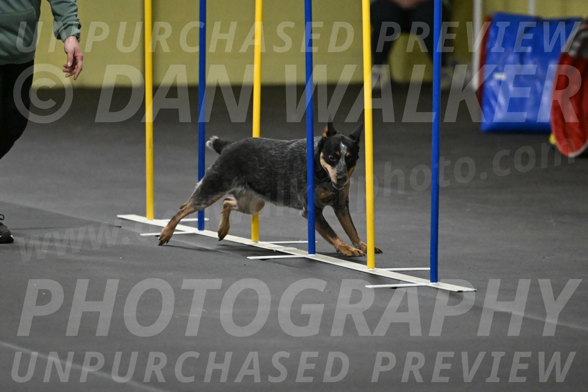 Ellie-Tirpak-Chylik-11121