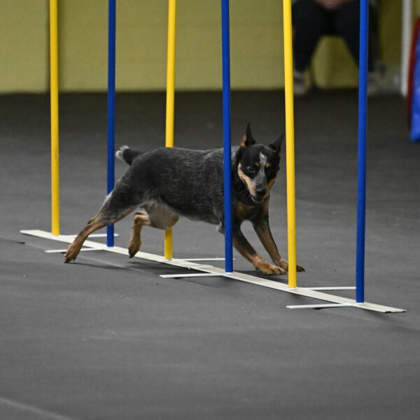 Ellie-Tirpak-Chylik-11121