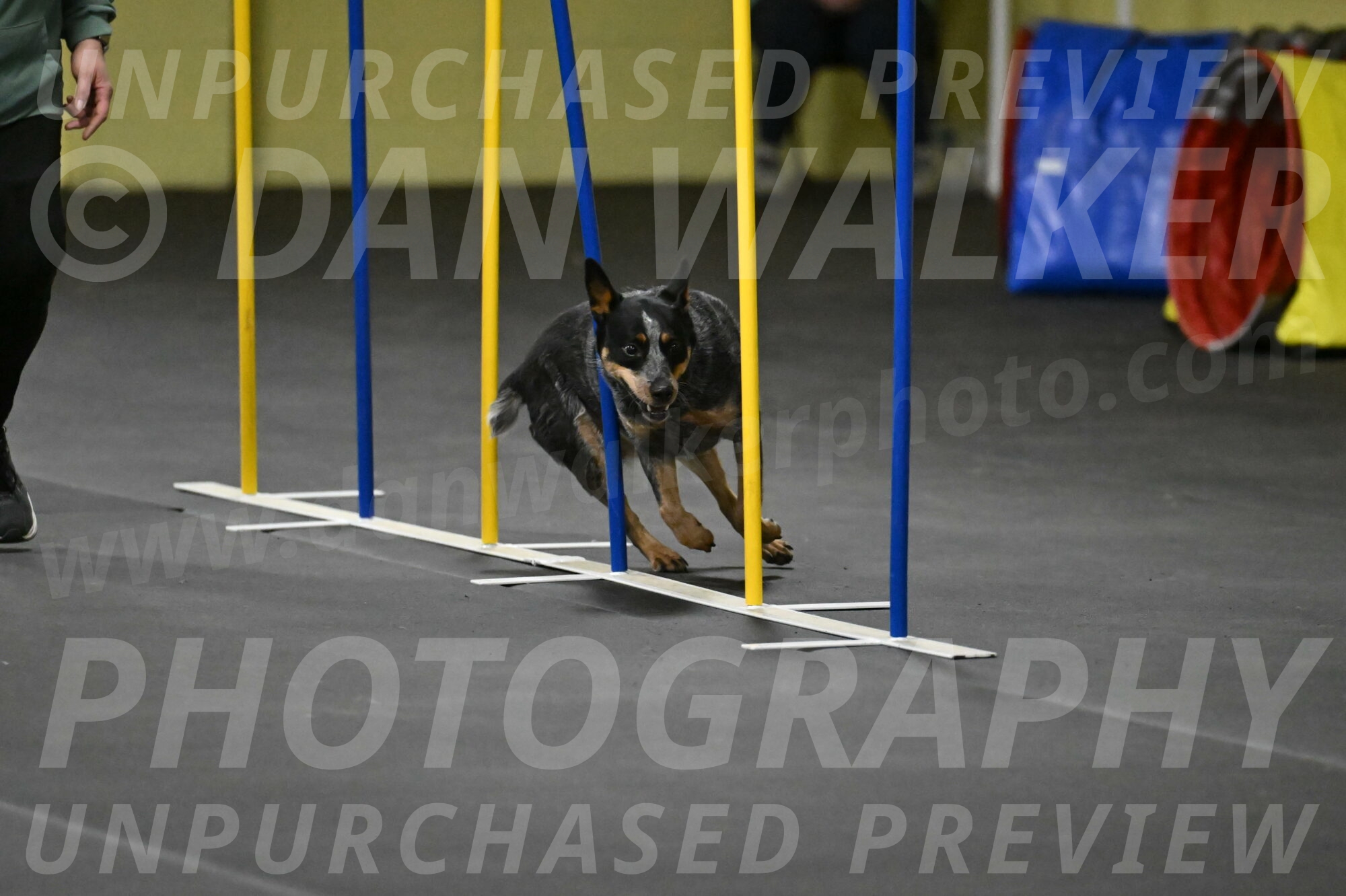 Ellie-Tirpak-Chylik-11123