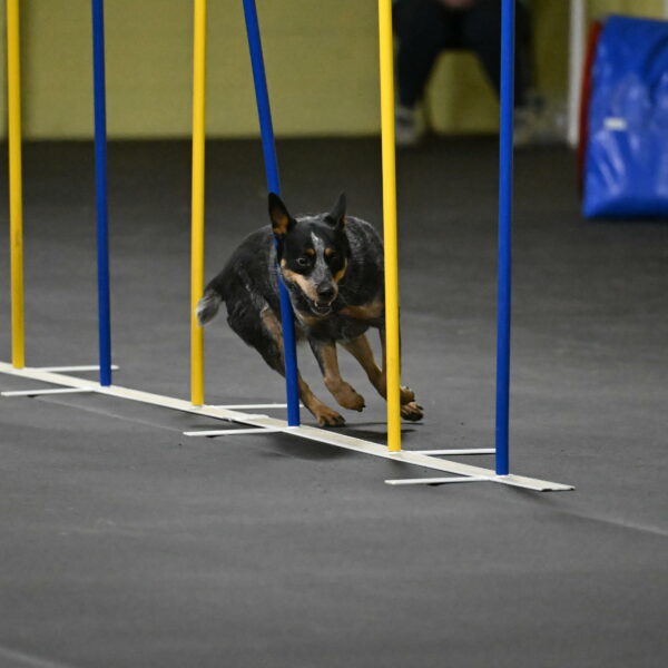 Ellie-Tirpak-Chylik-11123