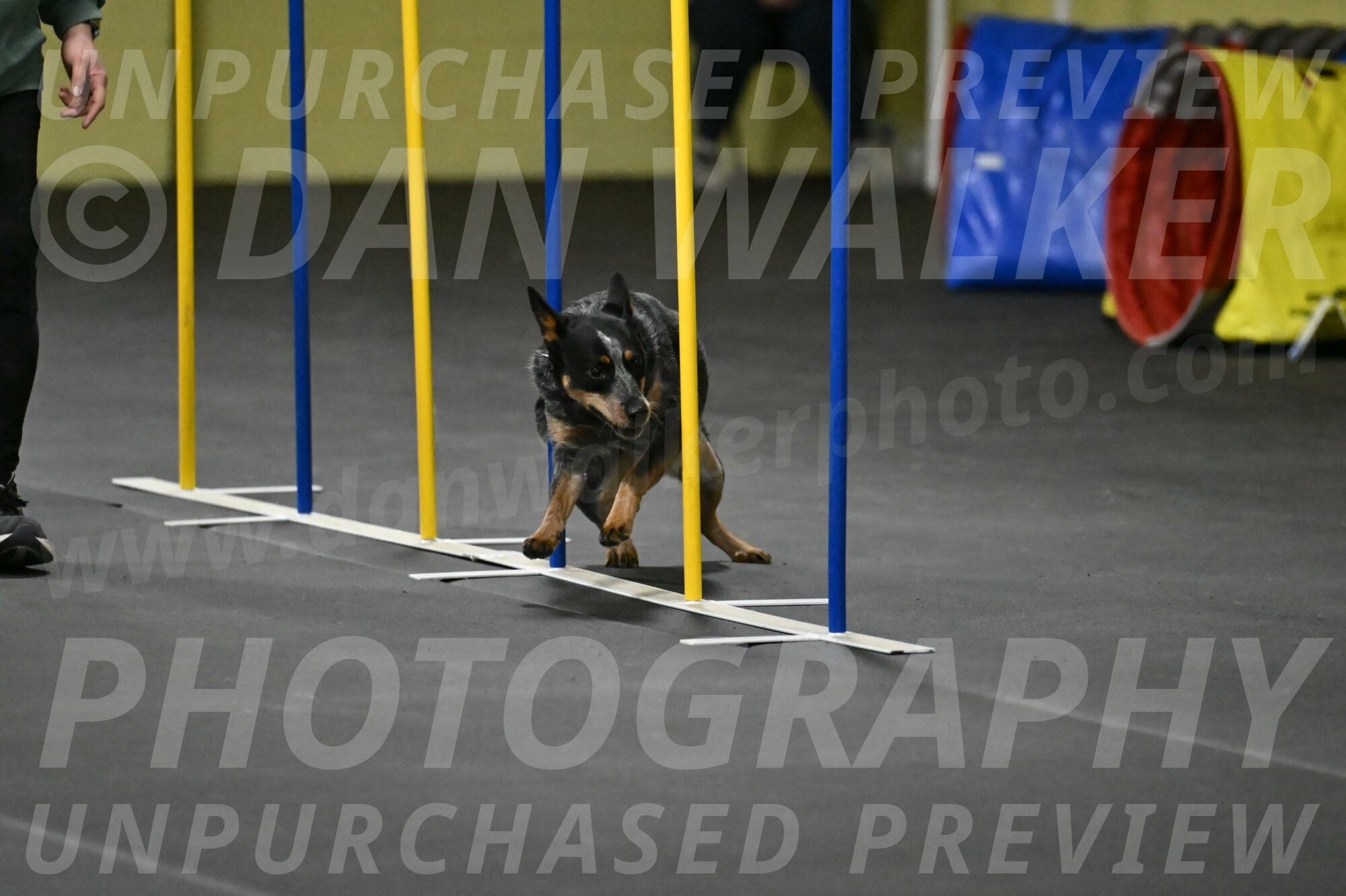 Ellie-Tirpak-Chylik-11124