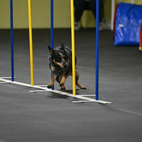 Ellie-Tirpak-Chylik-11124