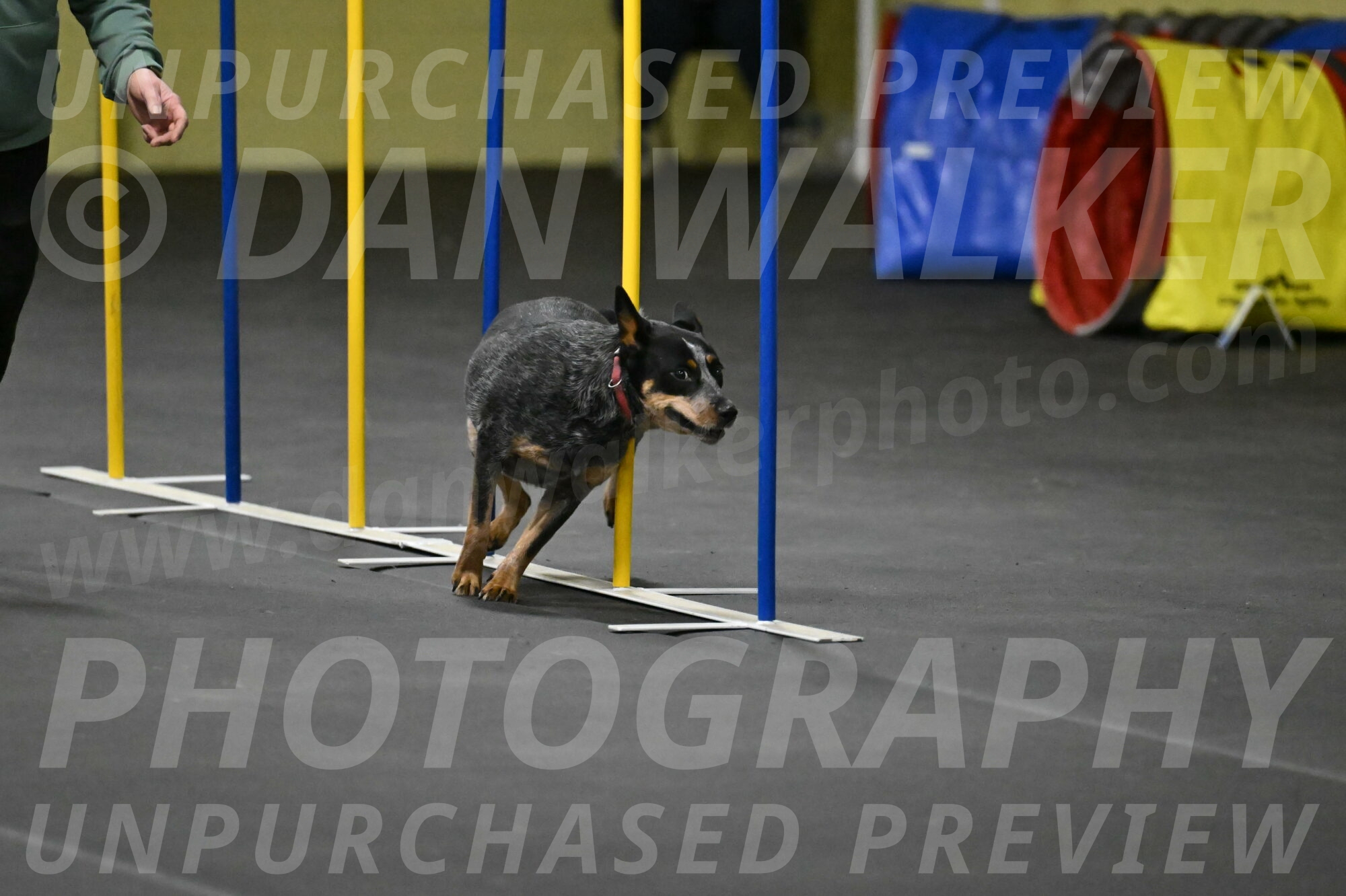 Ellie-Tirpak-Chylik-11126