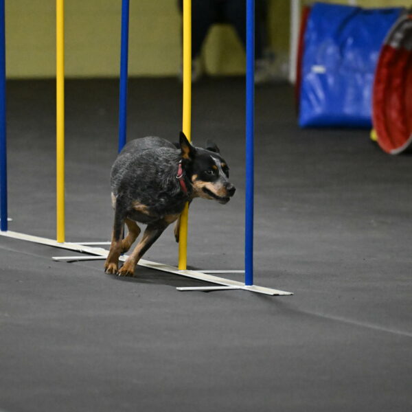 Ellie-Tirpak-Chylik-11126