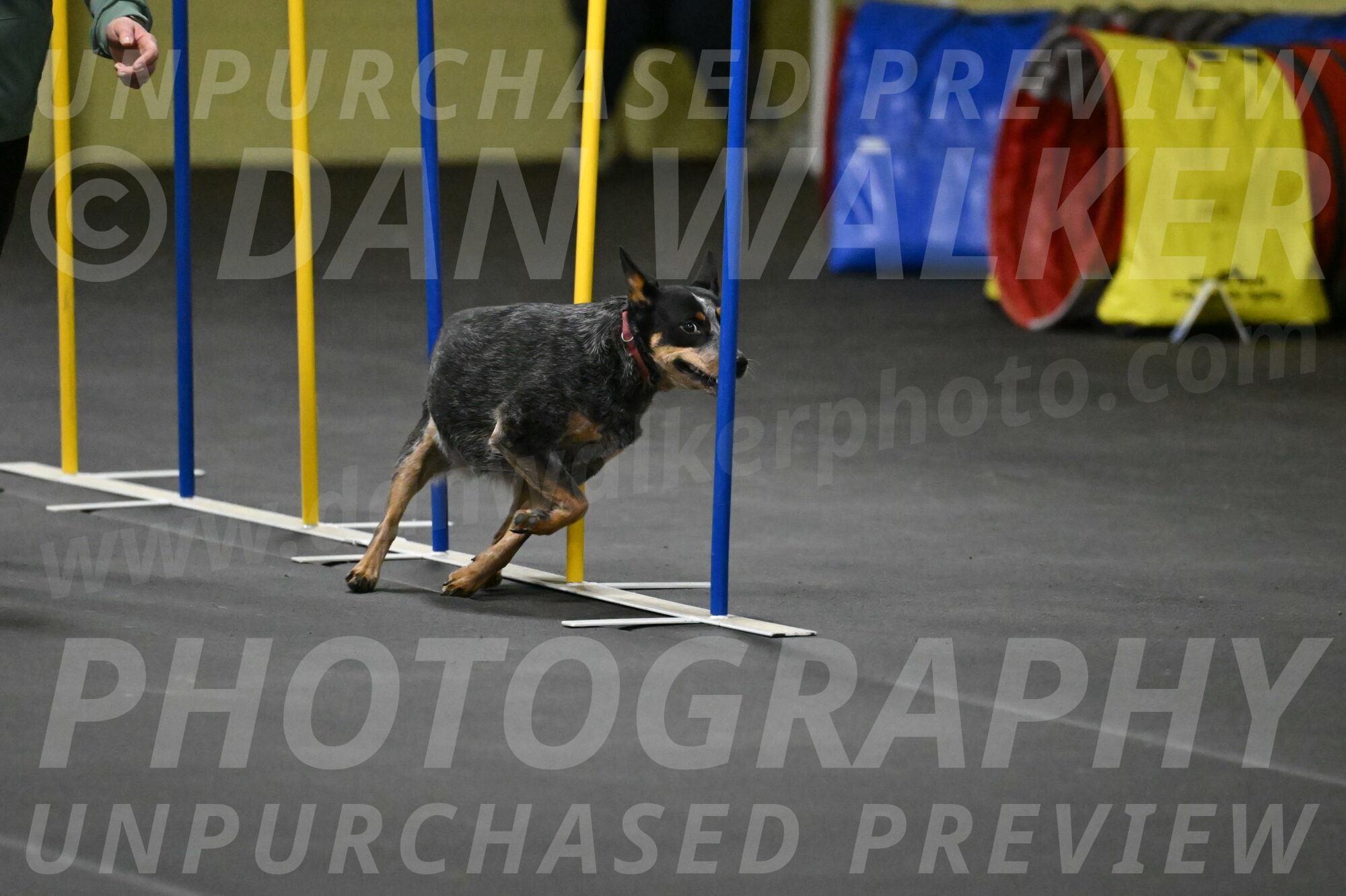 Ellie-Tirpak-Chylik-11127