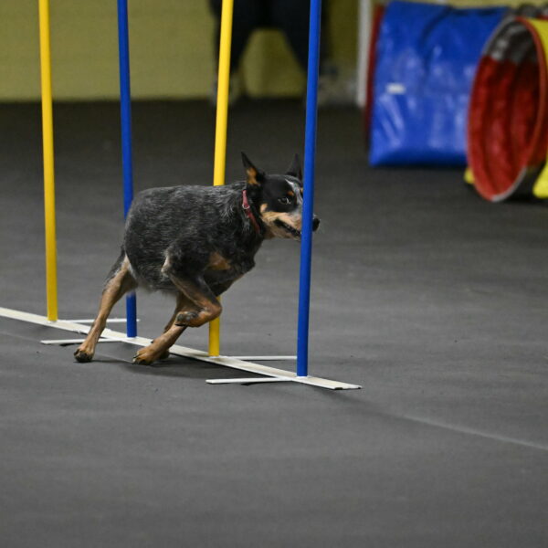 Ellie-Tirpak-Chylik-11127