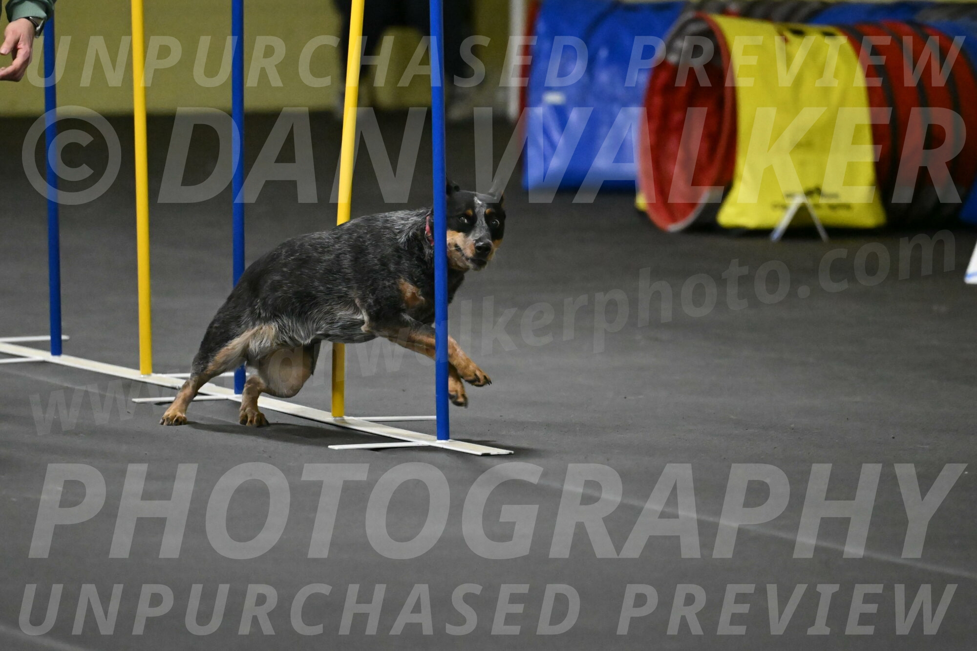 Ellie-Tirpak-Chylik-11128