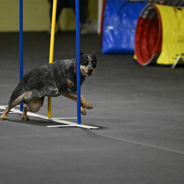 Ellie-Tirpak-Chylik-11128