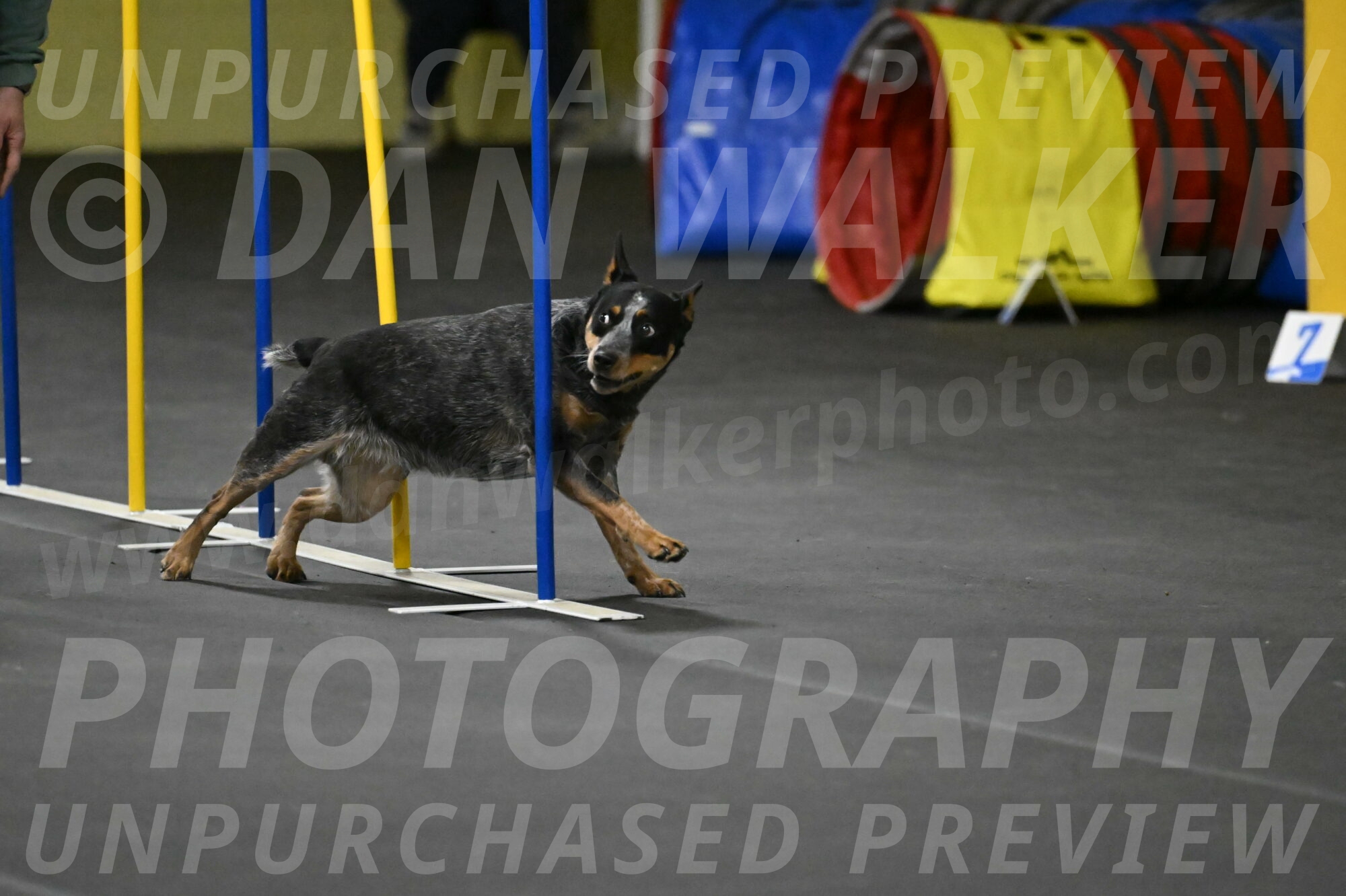 Ellie-Tirpak-Chylik-11129