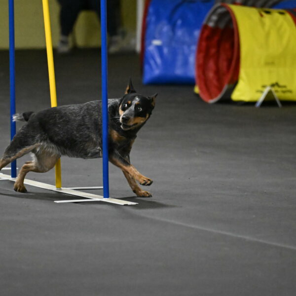 Ellie-Tirpak-Chylik-11129