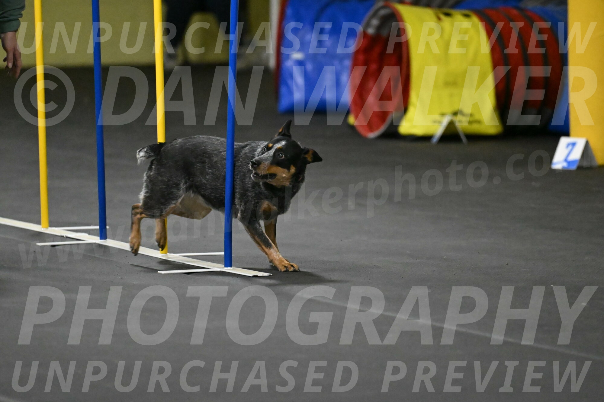 Ellie-Tirpak-Chylik-11130