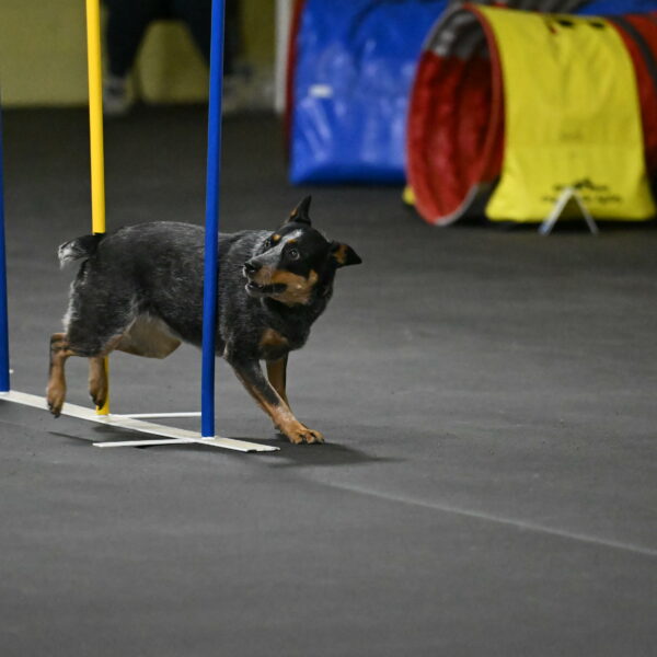 Ellie-Tirpak-Chylik-11130