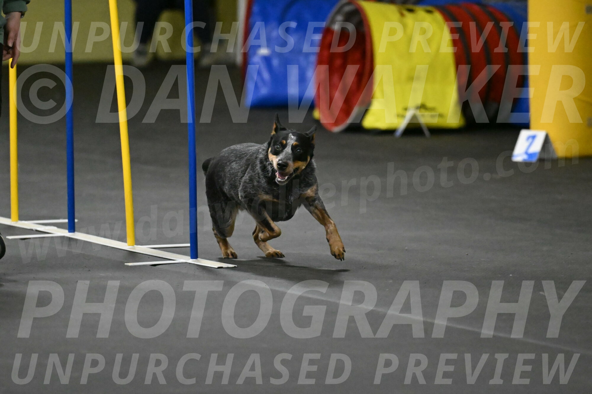 Ellie-Tirpak-Chylik-11132